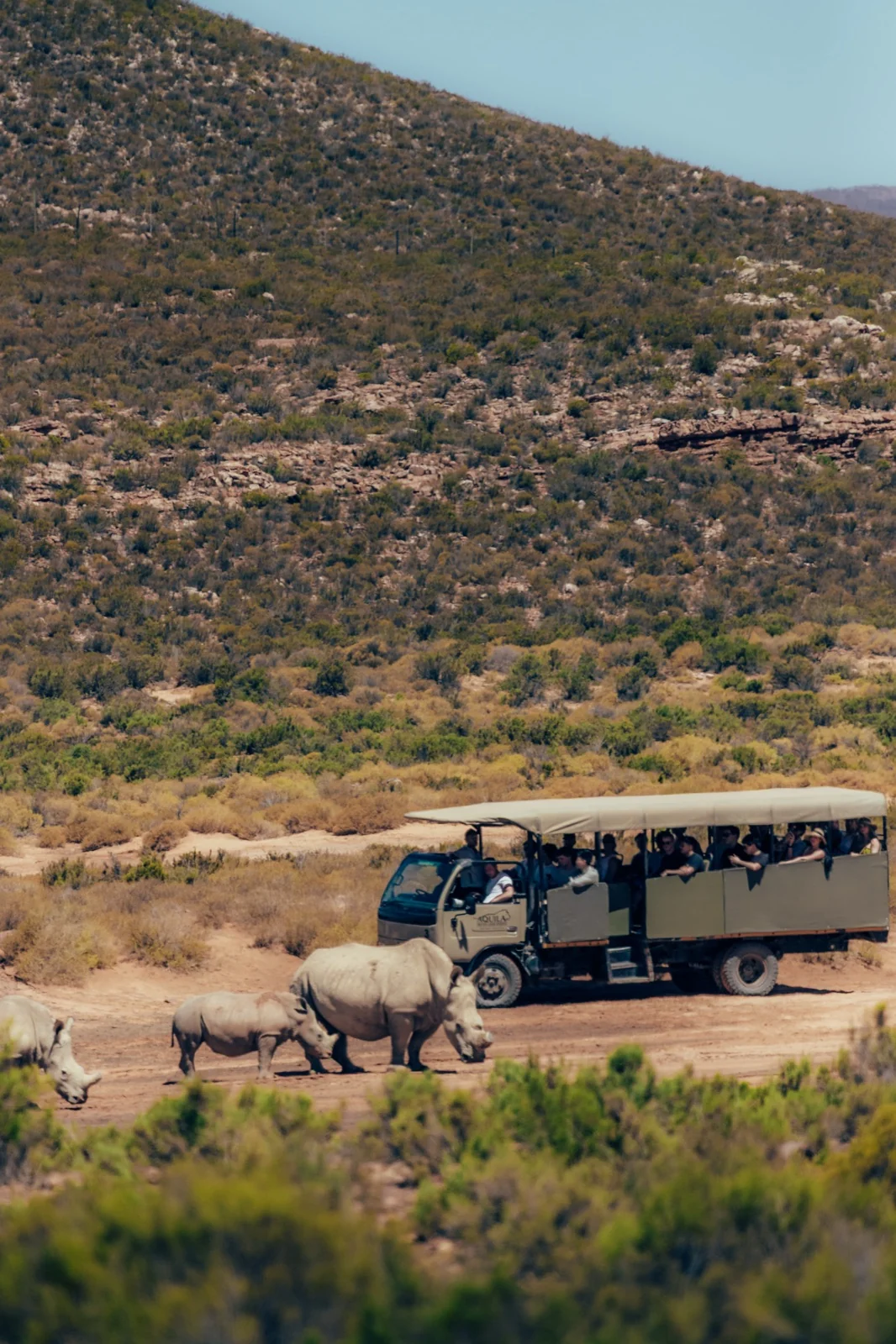 Rhinos at Aquila Game Reserve